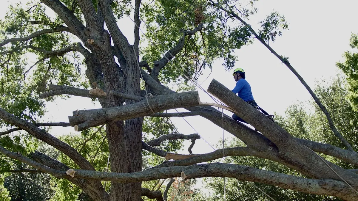 Professional Crown Thinning performed by certified arborists in Warren Center
