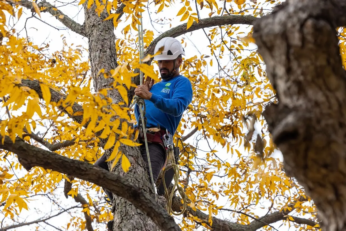 Skilled Tree Pruning crew working in Warren Center