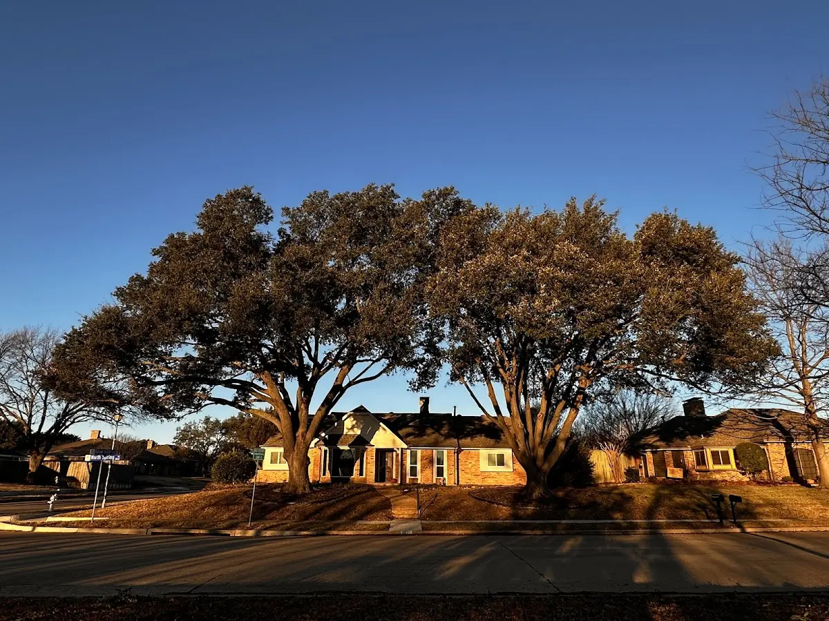 Established residential canopy tree shading a home in Warren Center
